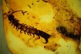 Detailed Fossil Centipede (Chilopoda) In Baltic Amber - Rare! #207493-1